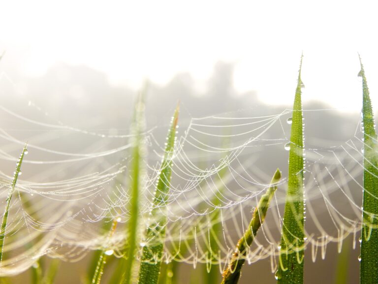 The Art of Weaving